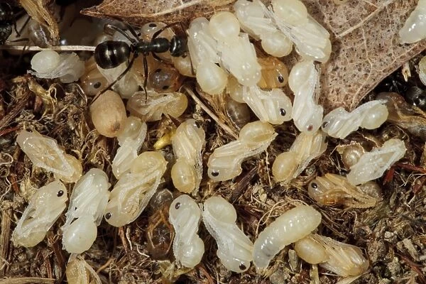 Wood Ant (Formica lemani) adult workers, tending larvae and naked (not cocooned) pupae in nest, Powys, Wales, August