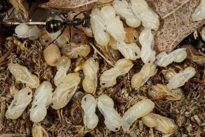 Framed Print : Wood Ant (Formica lemani) adult workers, tending larvae and naked (not cocooned) pupae in nest, Powys, Wales, August Framed Print : Wood Ant (Formica lemani) adult workers, tending larvae and naked (not cocooned) pupae in nest, Powys, Wales, August