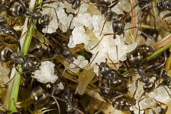 Wood Ant (Formica lemani) adult workers, tending eggs and larvae in nest, Powys, Wales, June