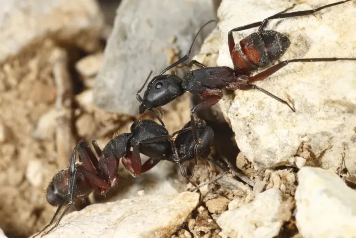 Framed Print : Wood Ant (Formica sp. ) adult workers, fighting, with severed head still grasping with mandibles, near Minerve, Herault, Languedoc-Roussillon, France, may Framed Print : Wood Ant (Formica sp. ) adult workers, fighting, with severed head still grasping with mandibles, near Minerve, Herault, Languedoc-Roussillon, France, may