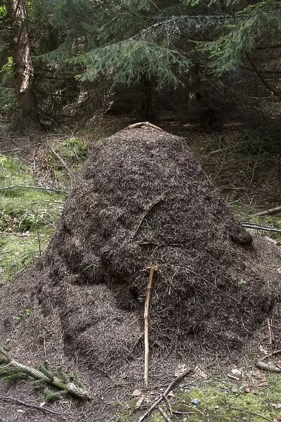 Wood Ants nest mound made in pine forest - Bulgaria