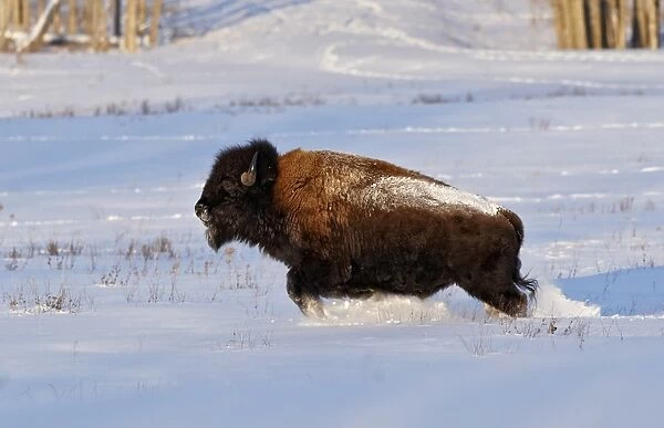 Wood Bison (Bison bison athabascae) adult, running in snow, Elk Island N. P. Alberta, Canada, january
