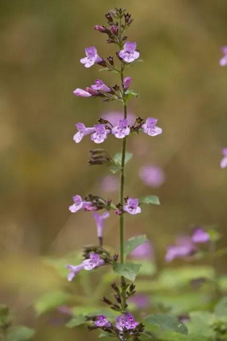 Framed Print : Wood Calamint (Clinopodium menthifolium) flowering, Dordogne, France, November Framed Print : Wood Calamint (Clinopodium menthifolium) flowering, Dordogne, France, November