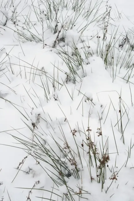 Framed Print : Wood Club-rush (Scirpus sylvaticus) covered with snow, Kent, England, december Framed Print : Wood Club-rush (Scirpus sylvaticus) covered with snow, Kent, England, december