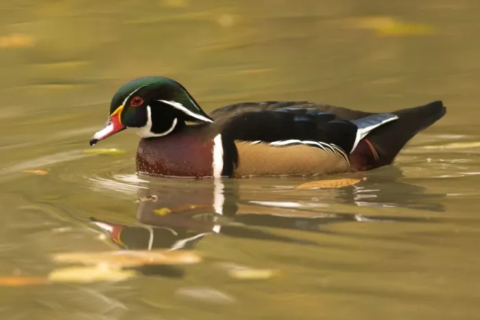 Framed Print : Wood Duck (Aix sponsa) adult male, in breeding plumage, swimming (captive) Framed Print : Wood Duck (Aix sponsa) adult male, in breeding plumage, swimming (captive)