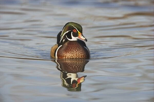 Wood Duck (Aix sponsa) adult male, swimming, Slimbridge W. W. T. (captive)