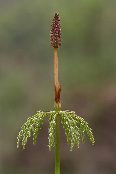 Wood Horsetail (Equisetum sylvaticum) fertile frond, Powys, Wales, June