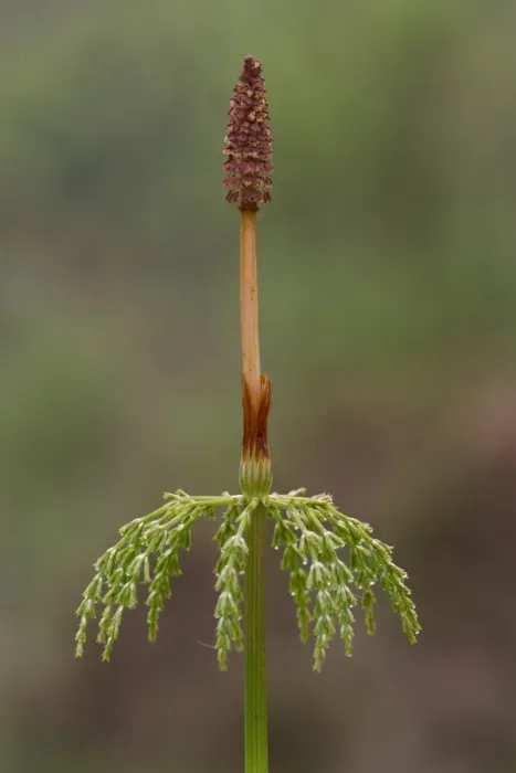 Framed Print : Wood Horsetail (Equisetum sylvaticum) fertile frond, Powys, Wales, June Framed Print : Wood Horsetail (Equisetum sylvaticum) fertile frond, Powys, Wales, June
