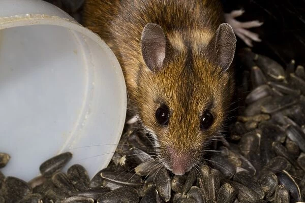 Wood Mouse (Apodemus sylvaticus) adult, in store of black sunflower seeds, Powys, Wales, February