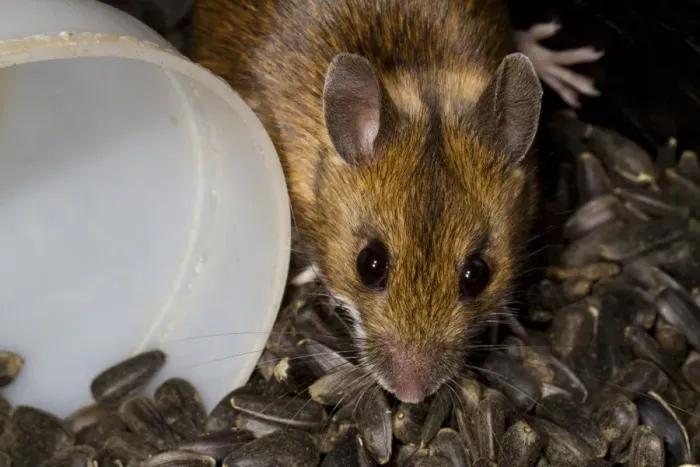 Framed Print : Wood Mouse (Apodemus sylvaticus) adult, in store of black sunflower seeds, Powys, Wales, February Framed Print : Wood Mouse (Apodemus sylvaticus) adult, in store of black sunflower seeds, Powys, Wales, February