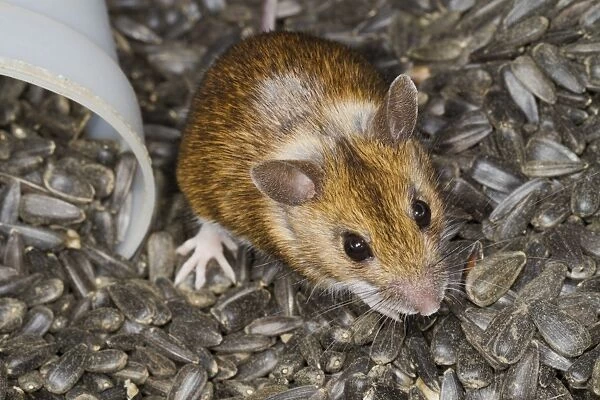 Wood Mouse (Apodemus sylvaticus) adult, in store of black sunflower seeds, Powys, Wales, February