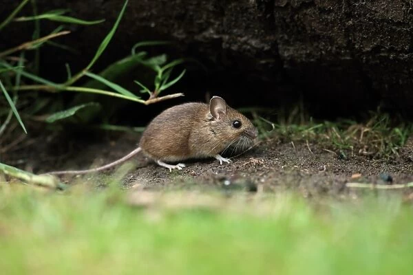 Wood Mouse (Apodemus sylvaticus) adult, emerging from burrow, Norfolk, England, June