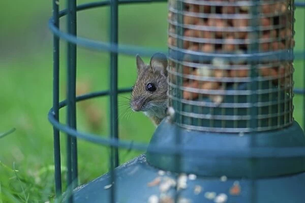 Wood Mouse (Apodemus sylvaticus) adult, feeding on peanuts from birdfeeder, Norfolk, England, June