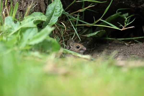 Wood Mouse (Apodemus sylvaticus) adult, looking out from burrow, Norfolk, England, June