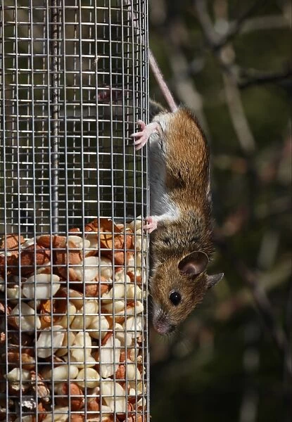 Wood Mouse (Apodemus sylvaticus) adult, feeding on peanuts from garden birdfeeder, Norfolk, England, march