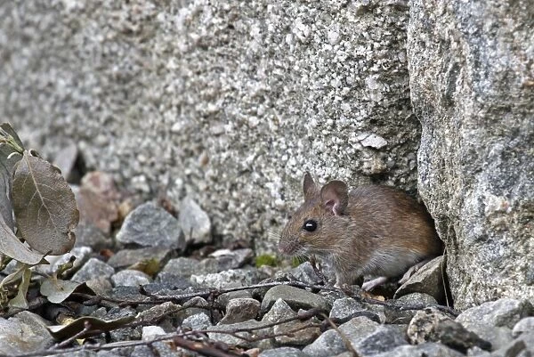 Wood Mouse (Apodemus sylvaticus) adult, standing beside gap in rocks, Cairngorms N. P. Highlands, Scotland, August