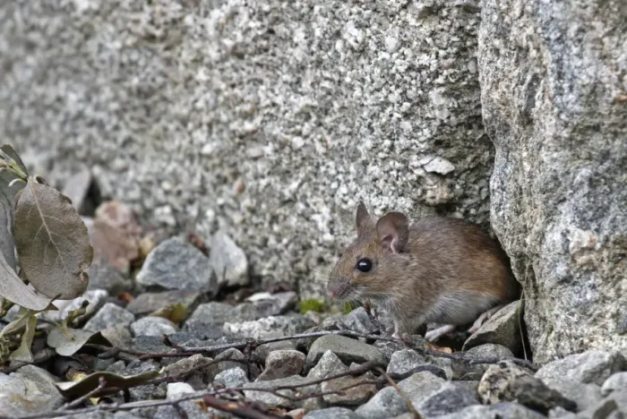 Framed Print : Wood Mouse (Apodemus sylvaticus) adult, standing beside gap in rocks, Cairngorms N. P. Highlands, Scotland, August Framed Print : Wood Mouse (Apodemus sylvaticus) adult, standing beside gap in rocks, Cairngorms N. P. Highlands, Scotland, August