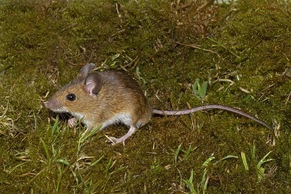 Wood Mouse (Apodemus sylvaticus) adult male, standing on moss, Norfolk, England, July (controlled)