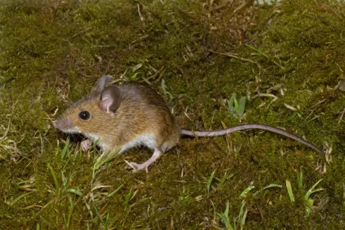 Framed Print : Wood Mouse (Apodemus sylvaticus) adult male, standing on moss, Norfolk, England, July (controlled)