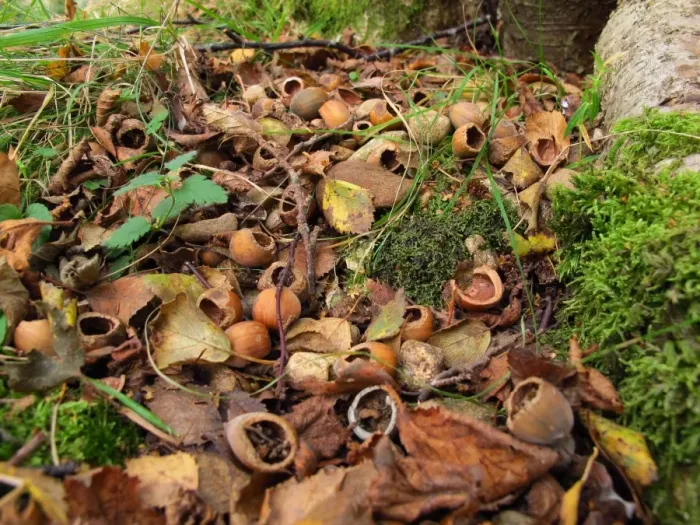 Framed Print : Wood Mouse (Apodemus sylvaticus) food cache of eaten Common Hazel (Corylus avellana) nuts, Abernethy Forest N. N. R Framed Print : Wood Mouse (Apodemus sylvaticus) food cache of eaten Common Hazel (Corylus avellana) nuts, Abernethy Forest N. N. R