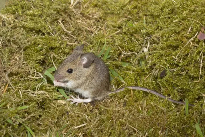 Framed Print : Wood Mouse (Apodemus sylvaticus) juvenile, grooming, sitting on moss, Norfolk, England, July (controlled) Framed Print : Wood Mouse (Apodemus sylvaticus) juvenile, grooming, sitting on moss, Norfolk, England, July (controlled)