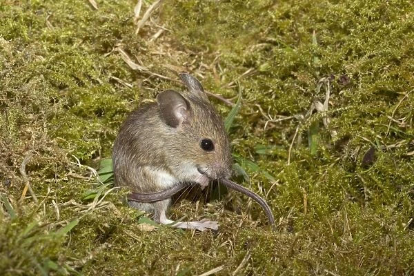 Wood Mouse (Apodemus sylvaticus) juvenile, grooming tail, sitting on moss, Norfolk, England, July (controlled)
