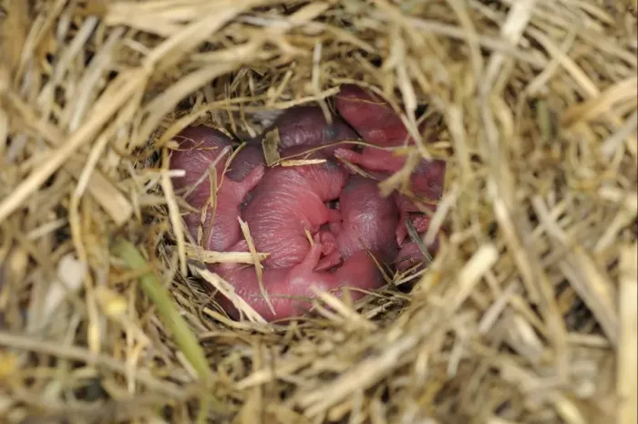 Framed Print : Wood Mouse (Apodemus sylvaticus) newborn young in nest, Oxfordshire, England, june Framed Print : Wood Mouse (Apodemus sylvaticus) newborn young in nest, Oxfordshire, England, june