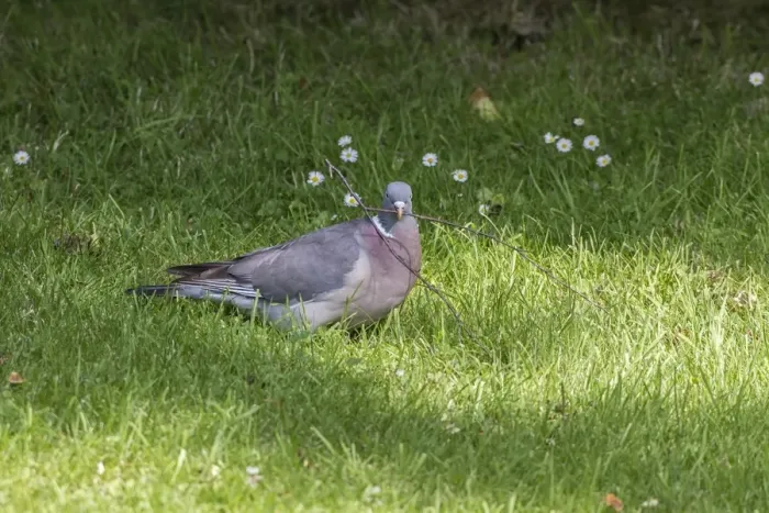 Framed Print : Wood Pigeon collecting nesting material Framed Print : Wood Pigeon collecting nesting material