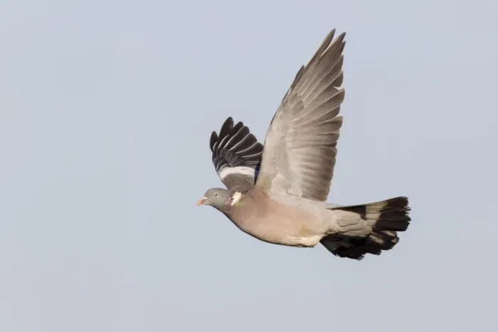 Framed Print : Wood Pigeon (Columba palumbus) adult, in flight, Gloucestershire, England, December Framed Print : Wood Pigeon (Columba palumbus) adult, in flight, Gloucestershire, England, December