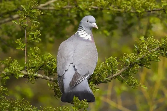 Framed Print : Wood Pigeon (Columba palumbus) adult, perched on branch, Regent's Park, London, England, april Framed Print : Wood Pigeon (Columba palumbus) adult, perched on branch, Regent's Park, London, England, april