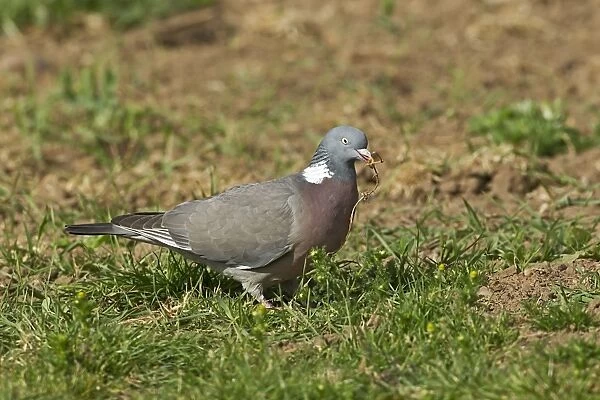 Wood Pigeon (Columba palumbus) adult, collecting nesting material, Warwickshire, England, may