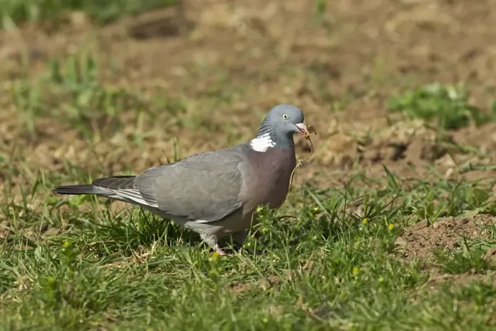 Framed Print : Wood Pigeon (Columba palumbus) adult, collecting nesting material, Warwickshire, England, may Framed Print : Wood Pigeon (Columba palumbus) adult, collecting nesting material, Warwickshire, England, may