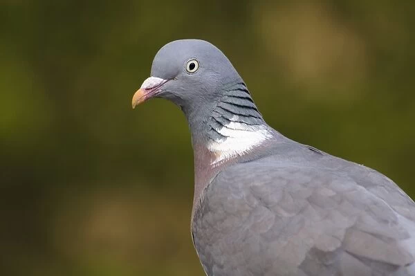 Wood Pigeon (Columba palumbus) adult, close-up of head and shoulders, Regent's Park, London, England, april