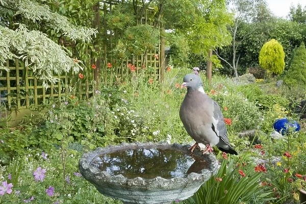 Wood Pigeon (Columba palumbus) adult, drinking at garden birdbath, Essex, England, june