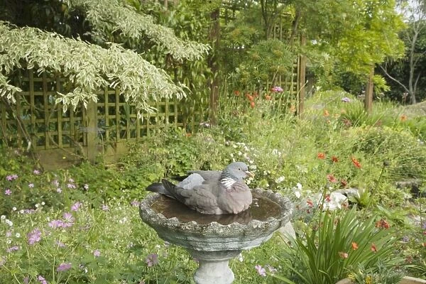 Wood Pigeon (Columba palumbus) adult, bathing in garden birdbath, Essex, England, june