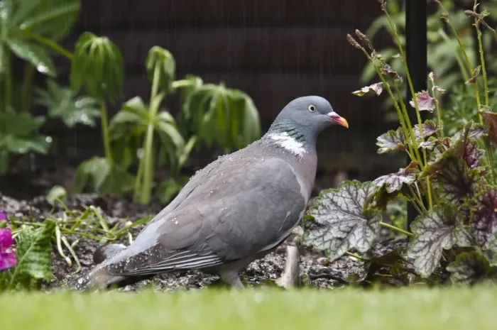 Framed Print : Wood Pigeon (Columba palumbus) adult, foraging for scraps under birdfeeder during rainfall in garden, Belvedere Framed Print : Wood Pigeon (Columba palumbus) adult, foraging for scraps under birdfeeder during rainfall in garden, Belvedere