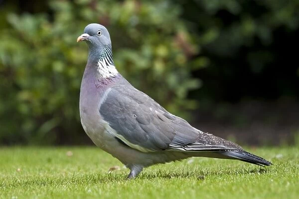 Wood Pigeon (Columba palumbus) adult, with wet plumage after rainfall, standing on garden lawn, Belvedere, Bexley
