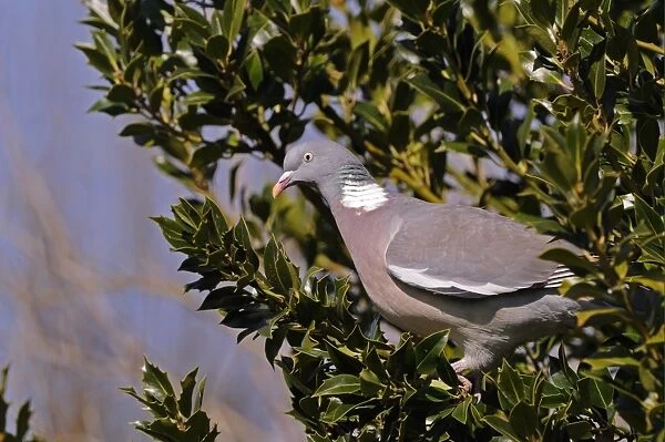 Wood Pigeon (Columba palumbus) adult, perched in holly tree, Oxfordshire, England, march