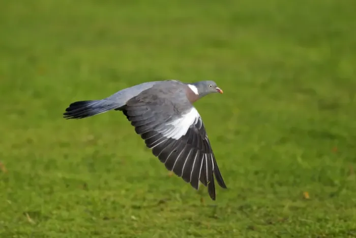 Framed Print : Wood Pigeon (Columba palumbus) adult, in flight, Midlands, England, september