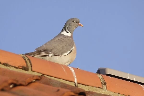 Wood Pigeon (Columba palumbus) adult, perched on tiled roof in evening sunlight, Bempton, East Yorkshire, England, July
