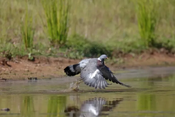 Framed Print : Wood Pigeon (Columba palumbus) adult, in flight, taking off from water, Warwickshire, England, July Framed Print : Wood Pigeon (Columba palumbus) adult, in flight, taking off from water, Warwickshire, England, July
