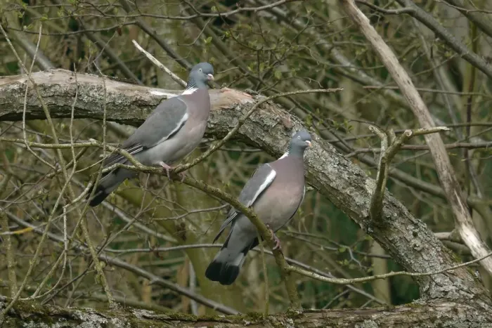 Framed Print : Wood Pigeon (Columba palumbus) adult pair, perched on branch, West Sussex, England, march Framed Print : Wood Pigeon (Columba palumbus) adult pair, perched on branch, West Sussex, England, march