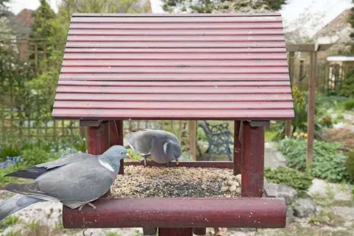 Framed Print : Wood Pigeon (Columba palumbus) two adults, feeding at birdtable in garden, Essex, England, april Framed Print : Wood Pigeon (Columba palumbus) two adults, feeding at birdtable in garden, Essex, England, april
