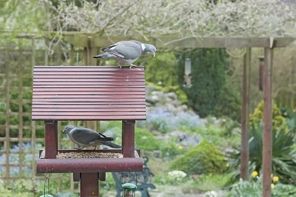 Wood Pigeon (Columba palumbus) two adults, feeding at birdtable in garden, Essex, England, april