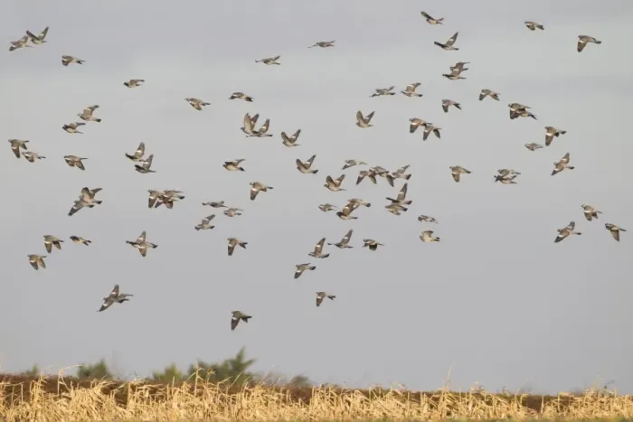 Framed Print : Wood Pigeon (Columba palumbus) flock, in flight over maize crop, Norfolk, England, January Framed Print : Wood Pigeon (Columba palumbus) flock, in flight over maize crop, Norfolk, England, January