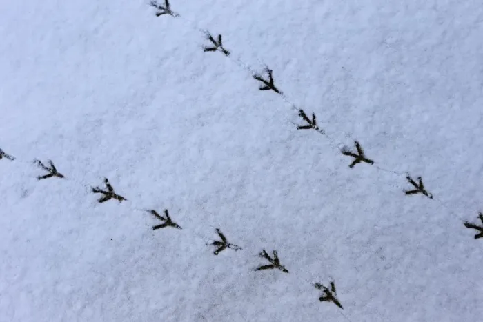 Framed Print : Wood Pigeon (Columba palumbus) footprints in snow, Norwich, Norfolk, England, March Framed Print : Wood Pigeon (Columba palumbus) footprints in snow, Norwich, Norfolk, England, March