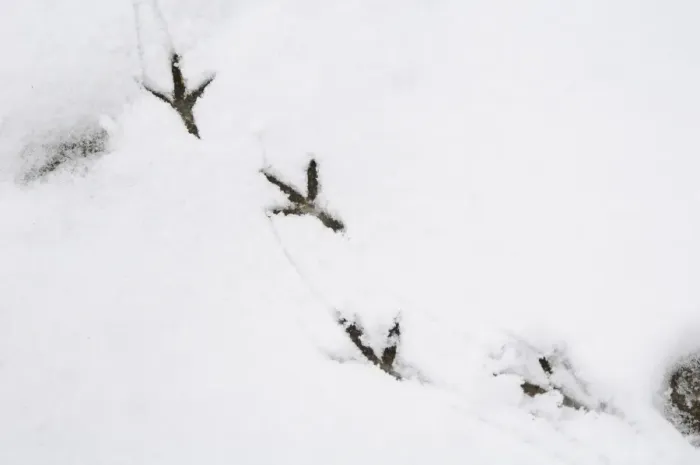 Framed Print : Wood Pigeon (Columba palumbus) footprints on snow in garden, Sowerby, North Yorkshire, England, January Framed Print : Wood Pigeon (Columba palumbus) footprints on snow in garden, Sowerby, North Yorkshire, England, January