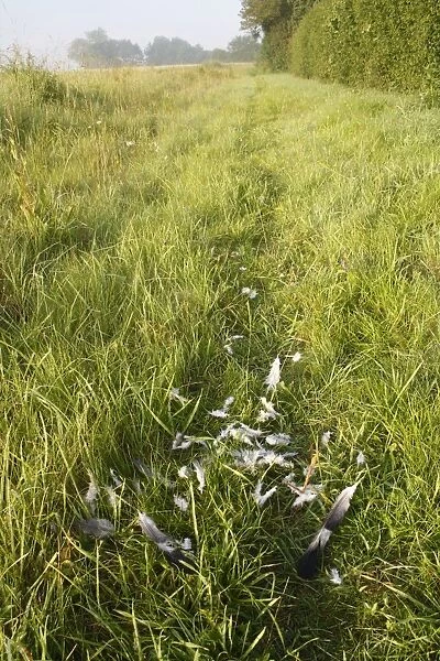 Wood Pigeon (Columba palumbus) plucked feathers, remains of kill on field headland in farmland, Bacton, Suffolk