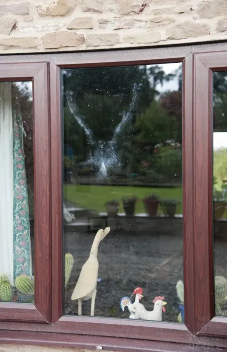 Framed Print : Wood Pigeon (Columba palumbus) powder down imprint on glass after collision with window, Bouldon, Shropshire, England, september Framed Print : Wood Pigeon (Columba palumbus) powder down imprint on glass after collision with window, Bouldon, Shropshire, England, september