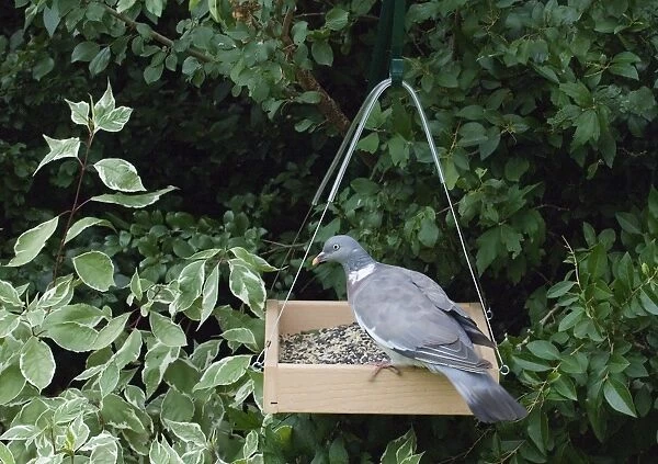 Wood Pigeon (Columbus palumbus) adult, feeding at hanging birdtable in garden, Norfolk, England, september